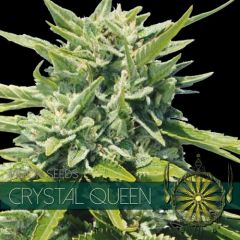 Vision Seeds - Crystal Queen (Fem)
