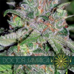 Vision Seeds - Doctor Jamaica (Fem)