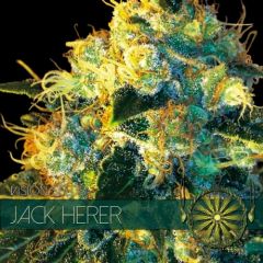 Vision Seeds - Jack Herer (Fem)