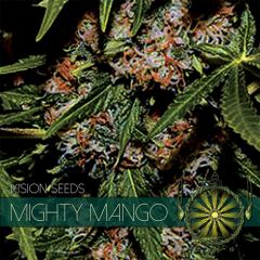 Vision Seeds - Mighty Mango Bud (Fem)