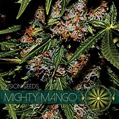 Vision Seeds - Mighty Mango Bud (Fem)