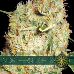 Vision Seeds - Northern Lights (Fem)
