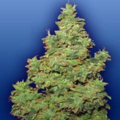 Flying Dutchman - Voyager feminized cannabis seeds - 50% indica dominant marijuana strain with a flowering time of 55-70 days