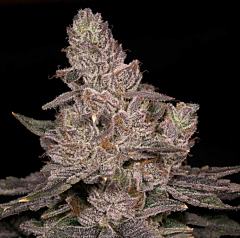 Archive Seed Bank - Slurricane (Feminized)