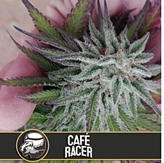 Blim Buren Seeds - Café Racer (Feminized)
