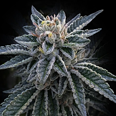 DNA Genetics - 3Peat (Feminized)