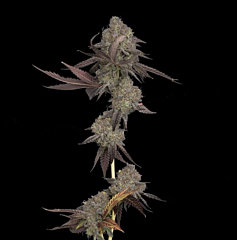 DNA Genetics - Auto DNA Cake (Feminized)