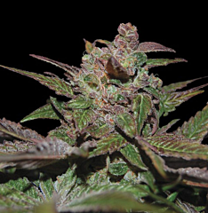 DNA Genetics - Auto Purple Wreck (Feminized)