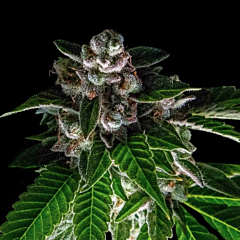 DNA Genetics - Bakers Delight (Sorbet Collection) (Feminized)