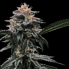 DNA Genetics - Banana Sorbet (Sorbet Collection) (Feminized)