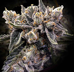 DNA Genetics - Bruised Bananas (Feminized)