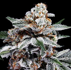 DNA Genetics - Canelo Autoflowering (Feminized)