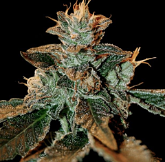 DNA Genetics - Cataract Kush (Feminized)