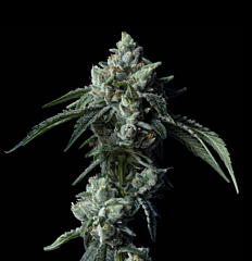 DNA Genetics - Challah Bread (Feminized)