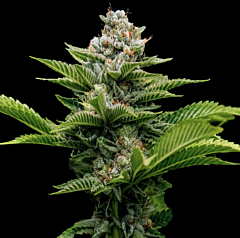 DNA Genetics - Challah Cake (Feminized)