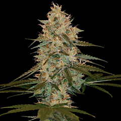 DNA Genetics - Chocolope Kush (Feminized)