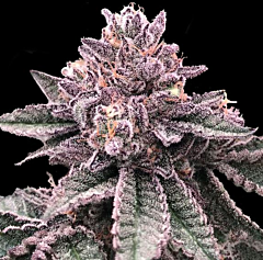DNA Genetics - DNA Cake (Feminized)