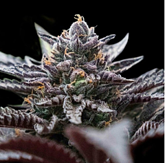 DNA Genetics - Double Stuffed Sorbet (Sorbet Collection) (Feminized)