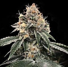 DNA Genetics - HG23 aka Michael Jordan (Feminized)