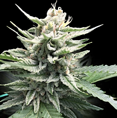DNA Genetics  - Honey Banana S1 (Feminized)