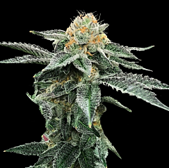 DNA Genetics - Kosher Cookies (Feminized)