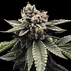 DNA Genetics - Kosher Dawg (Feminized)