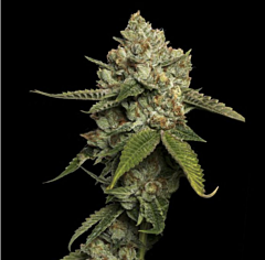 DNA Genetics - Kosher Prophet (Feminized)