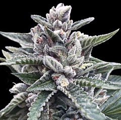 DNA Genetics - Kosher Sorbet (Sorbet Collection) (Feminized)