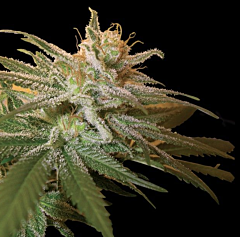 DNA Genetics - Kushberry (Feminized)