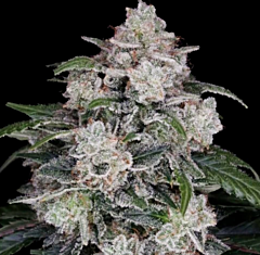 DNA Genetics - Mac N Me Autoflowering (Feminized)