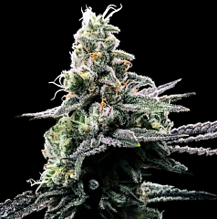 DNA Genetics - Purple Kosher (Feminized)
