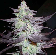 DNA Genetics - Purple Wreck (Feminized)