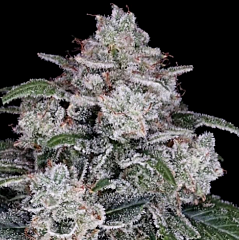 DNA Genetics - Return of the MAC Autoflowering (Feminized)