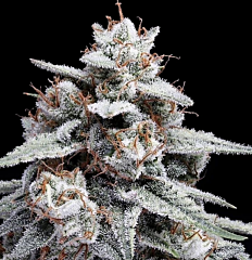 DNA Genetics - Skywalker Kush Autoflowering (Feminized)