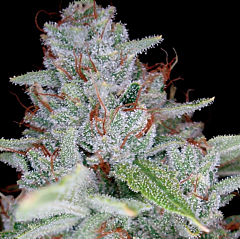 DNA Genetics - Skywalker Kush (Feminized)