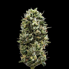 DNA Genetics - Snack Pack (Feminized)