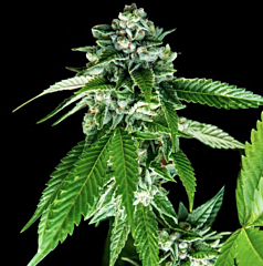 DNA Genetics - Sorbet Dreams (Sorbet Collection) (Feminized)