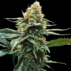 DNA Genetics - Sour Sorbet (Sorbet Collection) (Feminized)