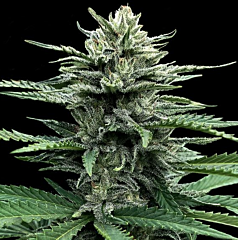 DNA Genetics - Strawberry Banana Auto Flowering (Feminized)