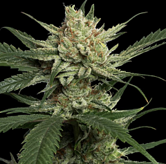 DNA Genetics - Strawberry Banana (Feminized)