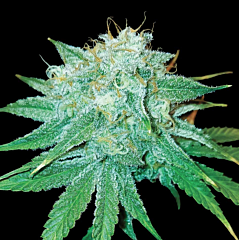DNA Genetics - The Stinking Rose (Feminized)