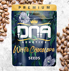 DNA Genetics - White Chocolope (Feminized)