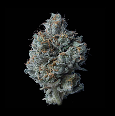 DNA Genetics - Zallah Bread (Feminized)