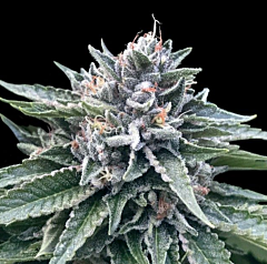 DNA Genetics - Sorbet #4 (Sorbet Collection) (Feminized)
