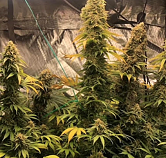 GG Strains - Zlue Feminized