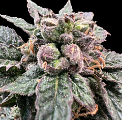 Grateful Seeds - Bro Science (Feminized)