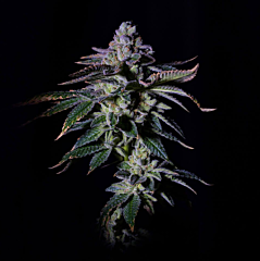 Grateful Seeds - Gasmint (Feminized)