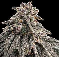 Grateful Seeds - Meat Grinder (Feminized)