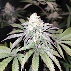 Grateful Seeds -  Mind Fuelz (Feminized)