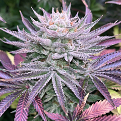 Grateful Seeds - Nasty Runtz (Feminized)